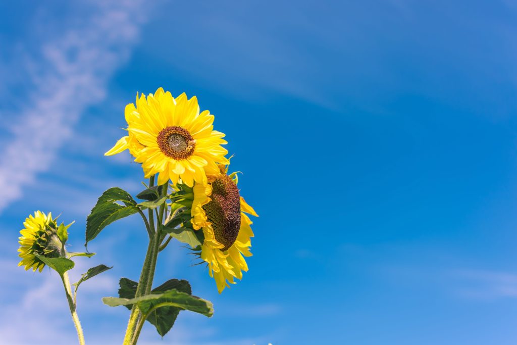 two sunflowers against blue sky background