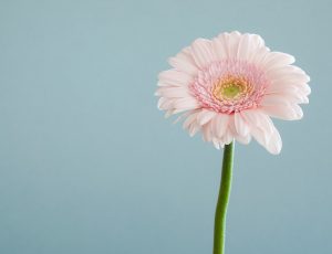 pink flower in front of blue background